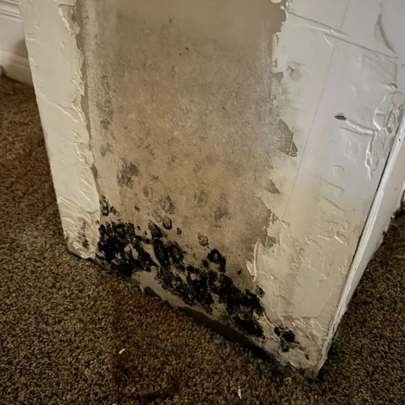 Professional Mold Removal in Everett, MA